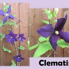 Clematis