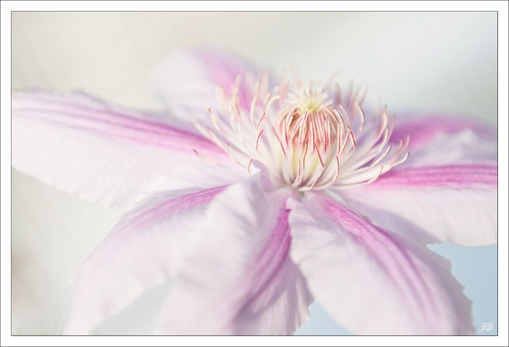 Clematis