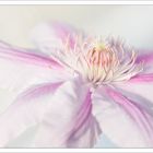 Clematis