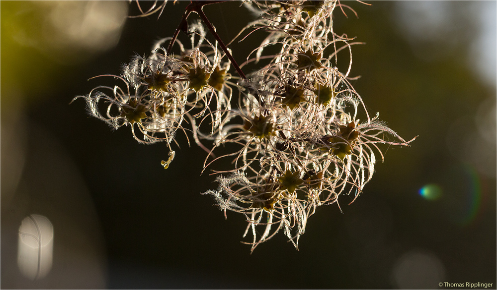 Clematis cf. Brevicaudata ...