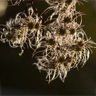 Clematis cf. Brevicaudata ...