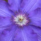 Clematis