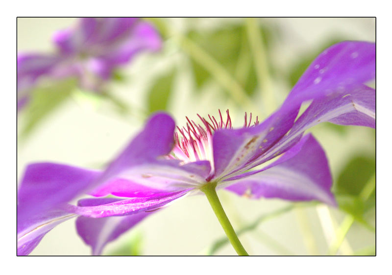 Clematis