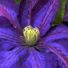 clematis