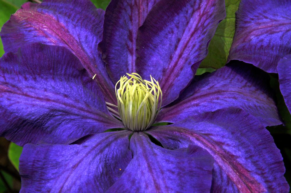 clematis