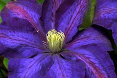 clematis