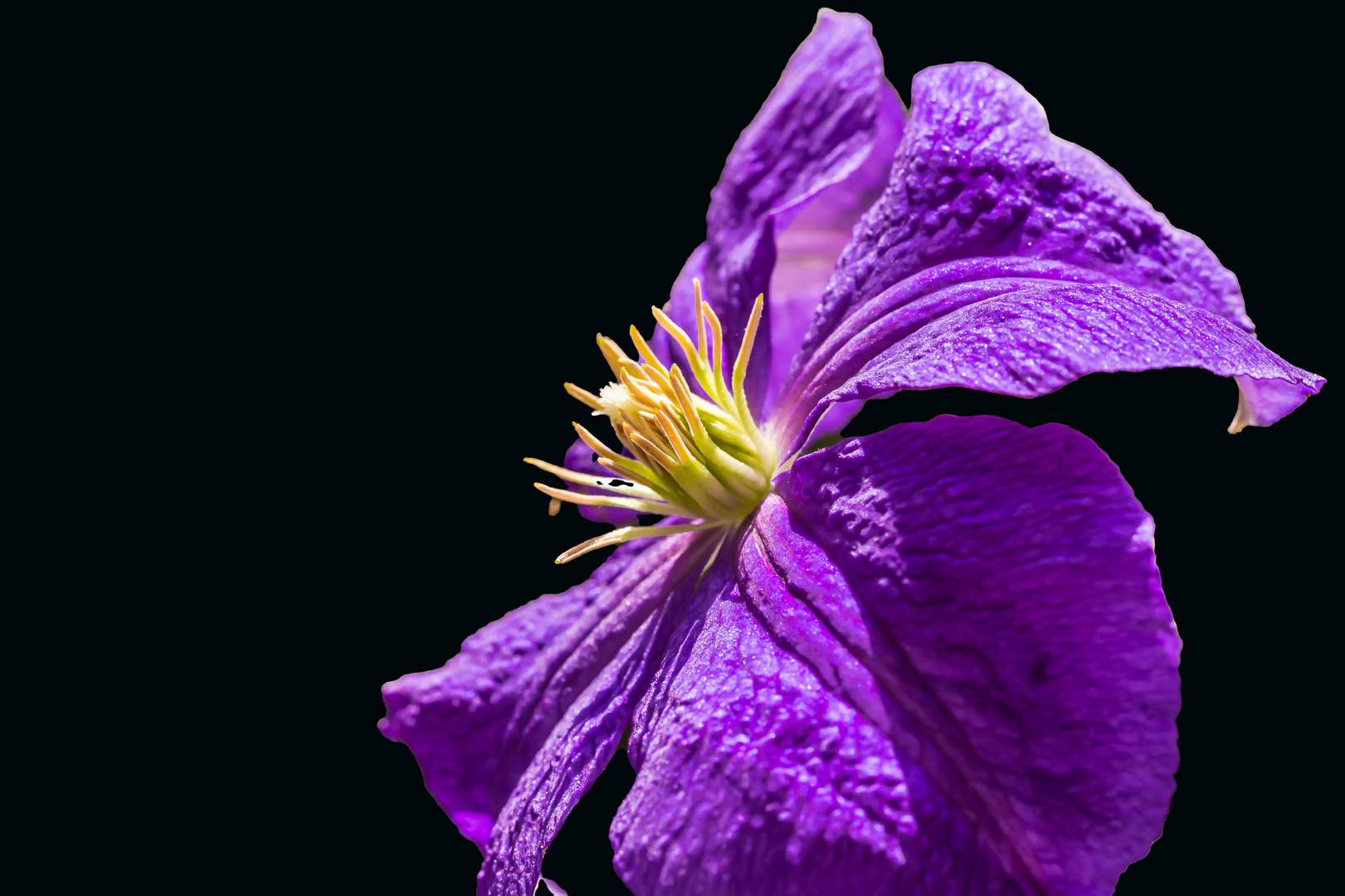 Clematis