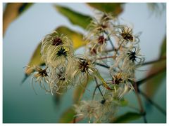 clematis