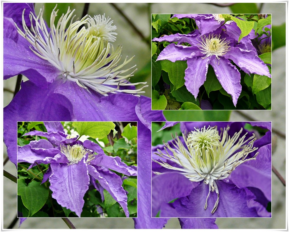 Clematis-Collage