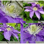 Clematis-Collage