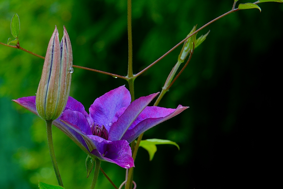 Clematis