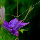 Clematis