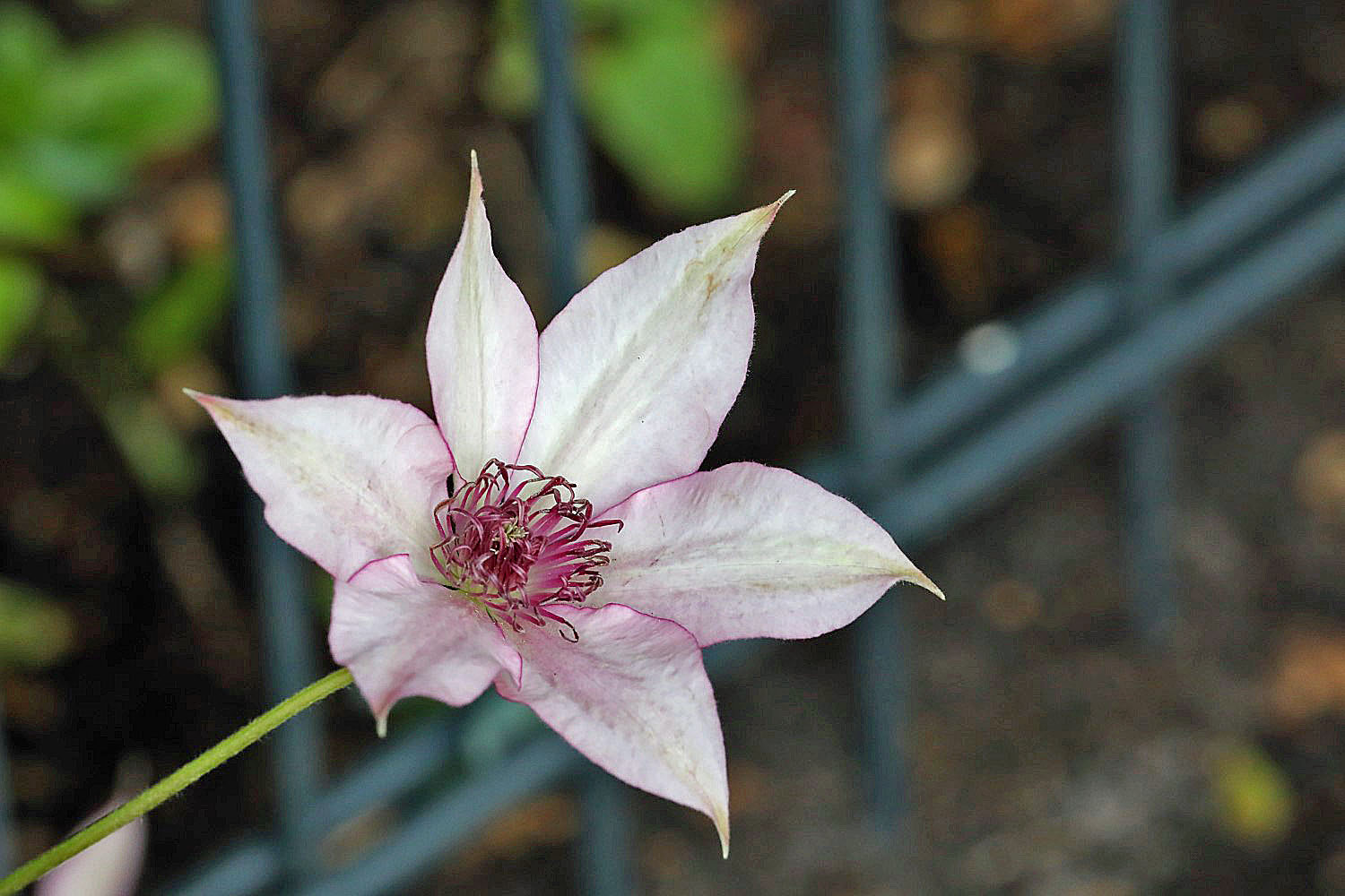 Clematis