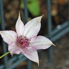 Clematis