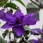 Clematis