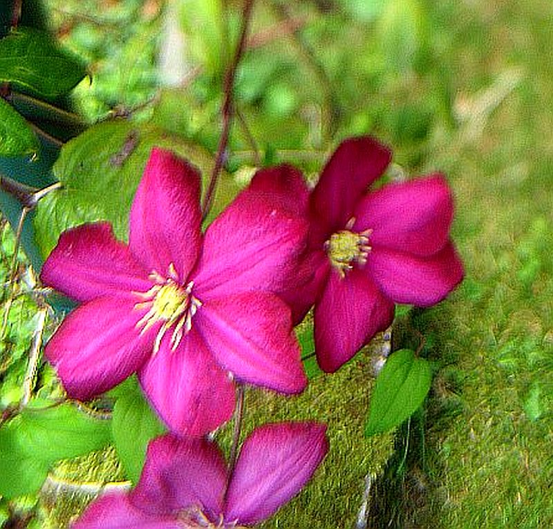 Clematis