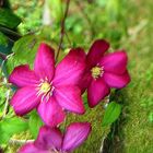 Clematis