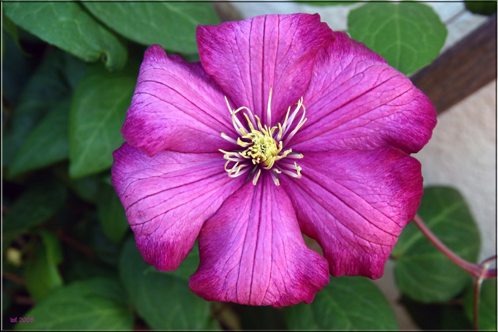 CLEMATIS