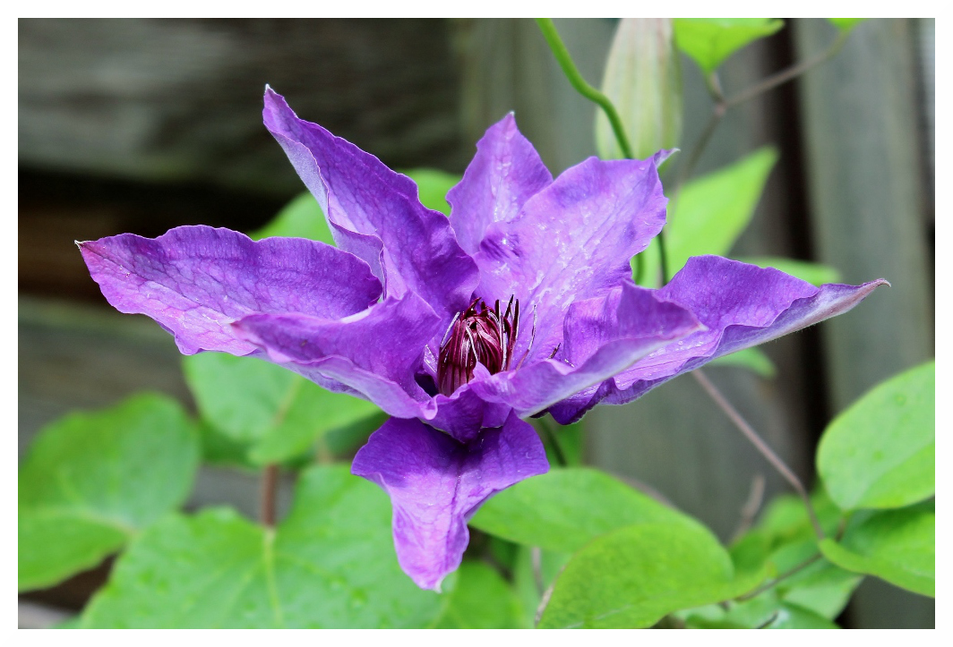 Clematis