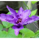 Clematis