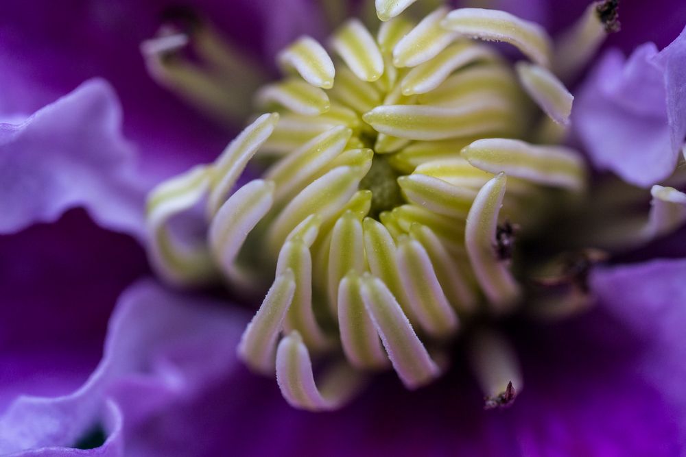 Clematis