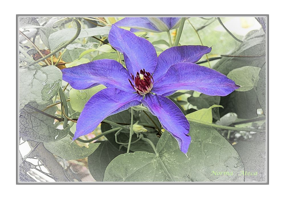 Clematis