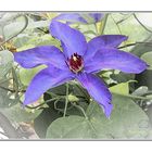 Clematis