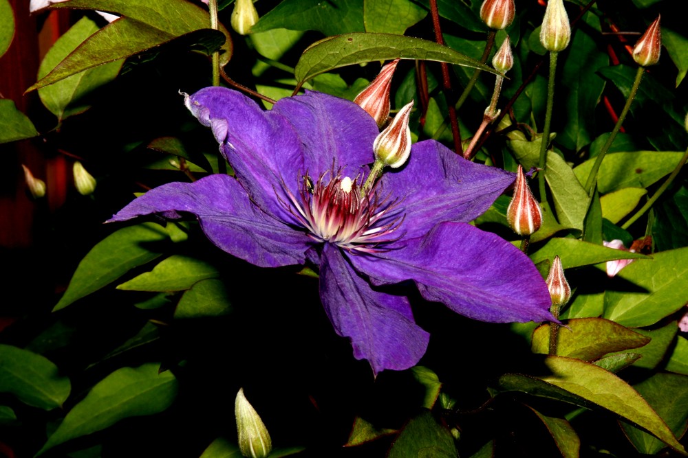 Clematis