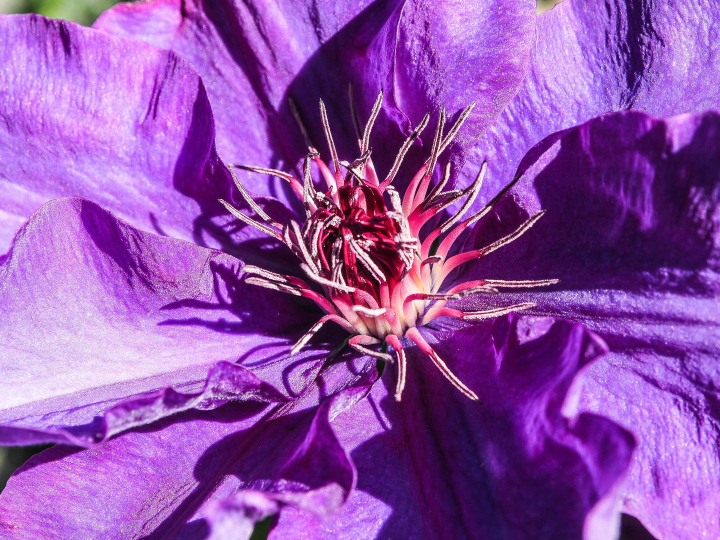 Clematis