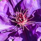 Clematis