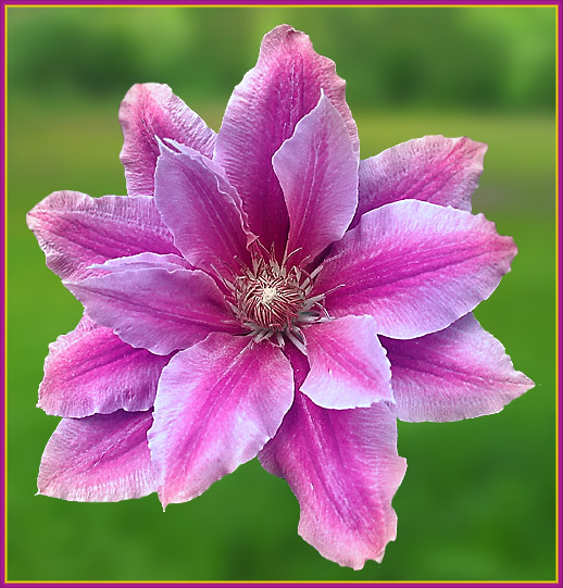 Clematis