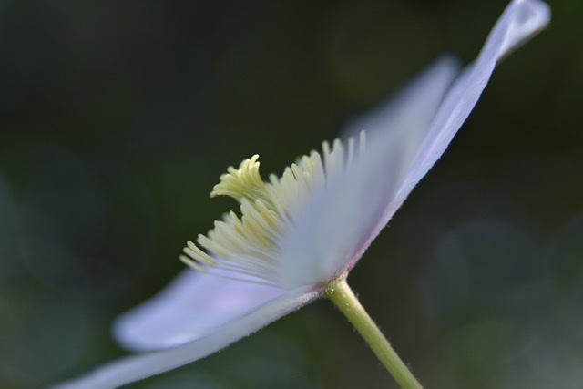 Clematis