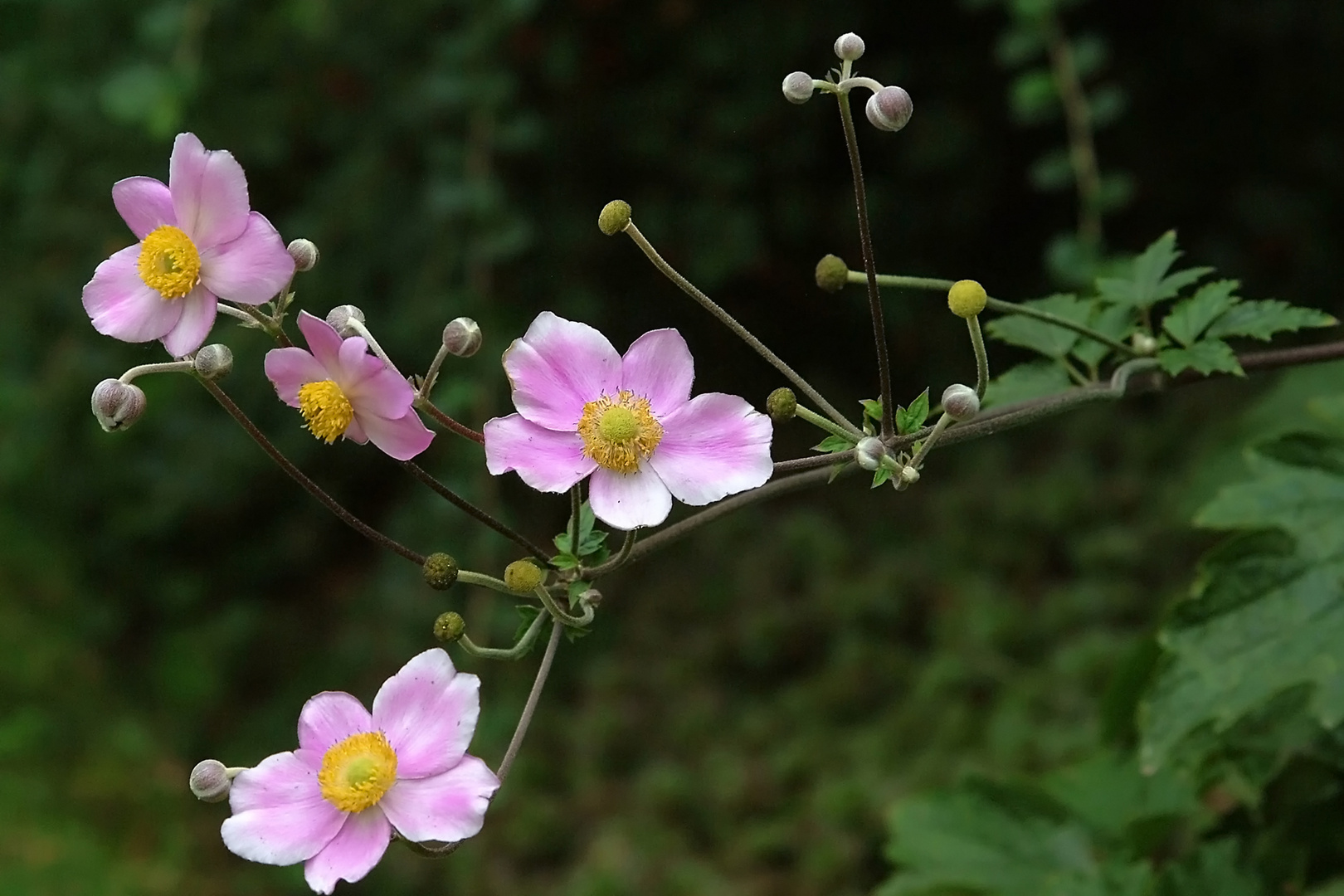 Clematis