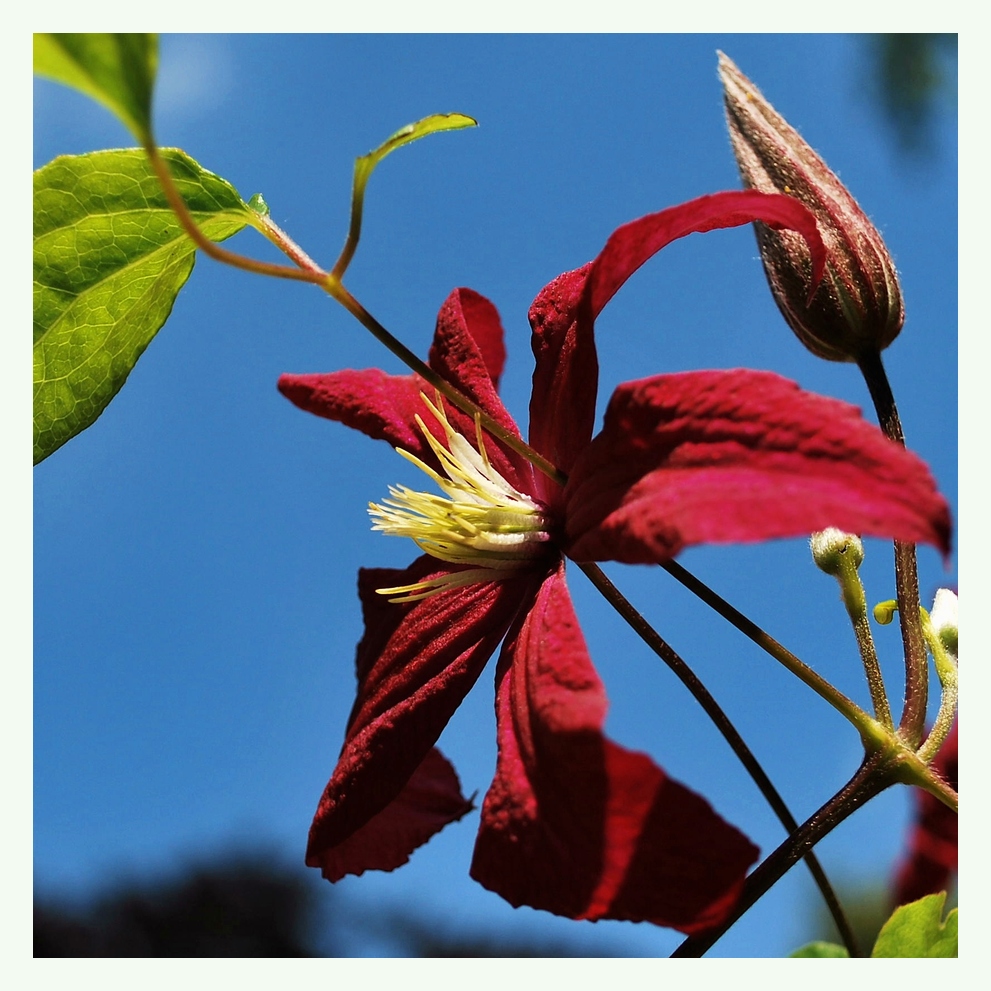 Clematis