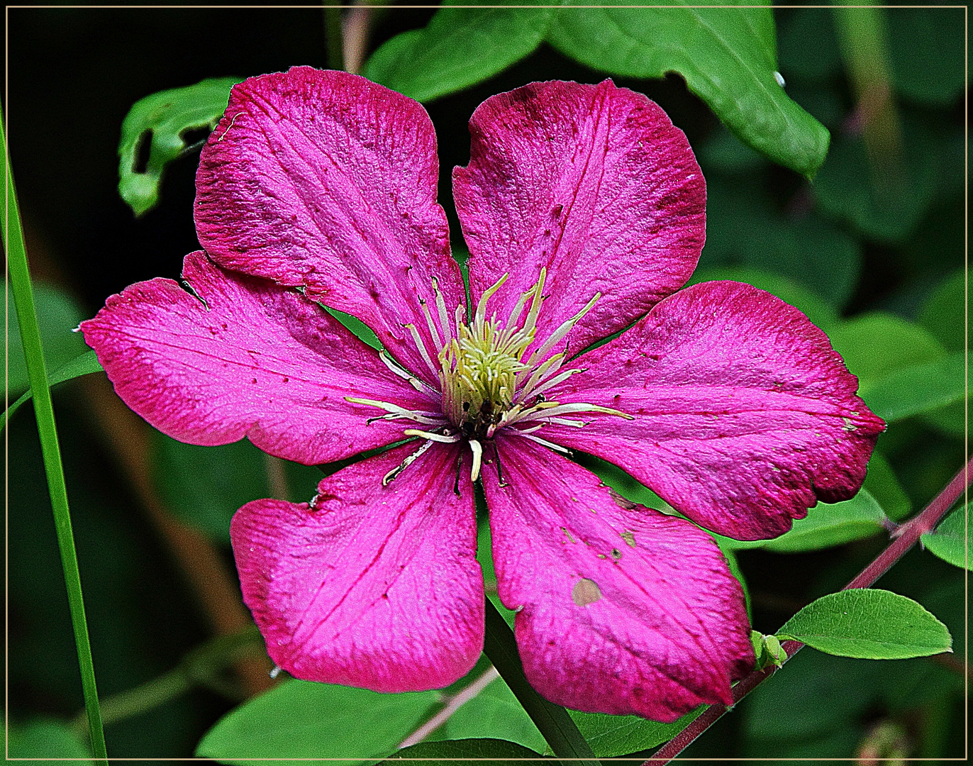 Clematis