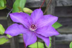 Clematis