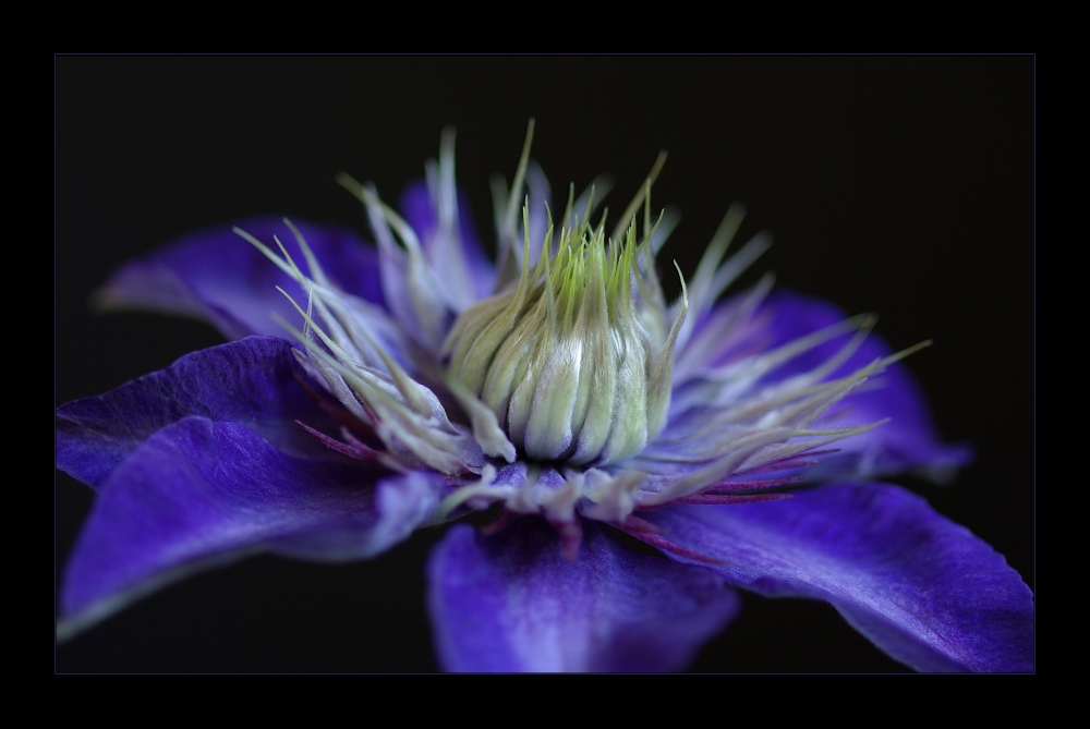 Clematis