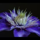 Clematis