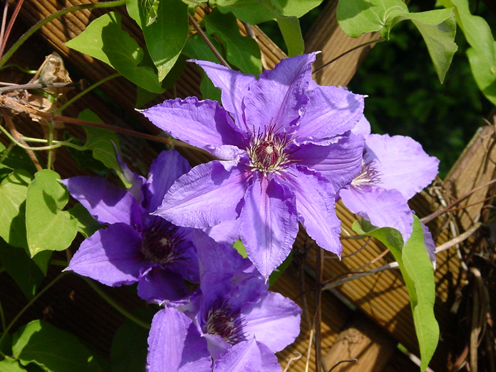 Clematis