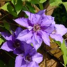 Clematis