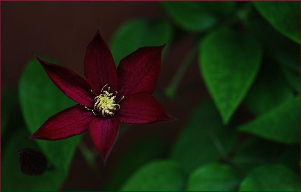 Clematis