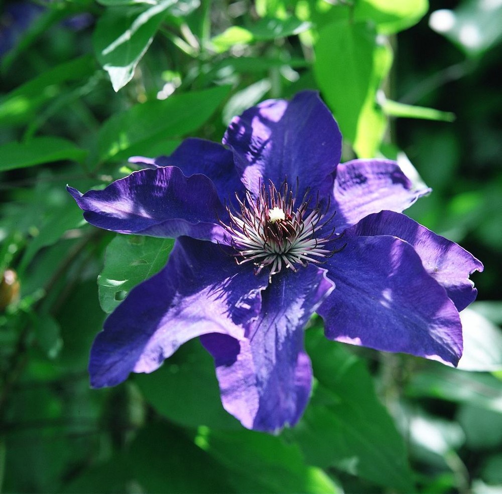 Clematis