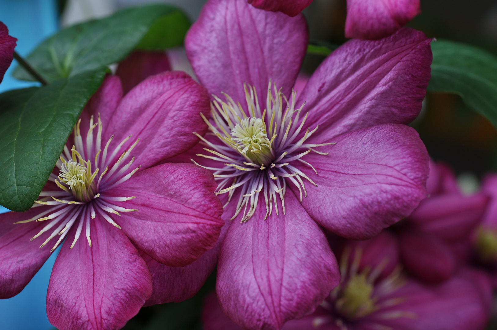 Clematis