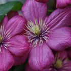 Clematis