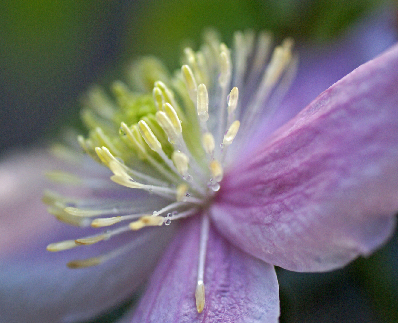 Clematis