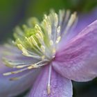 Clematis