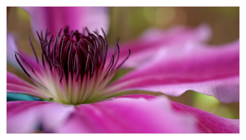 Clematis