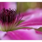 Clematis