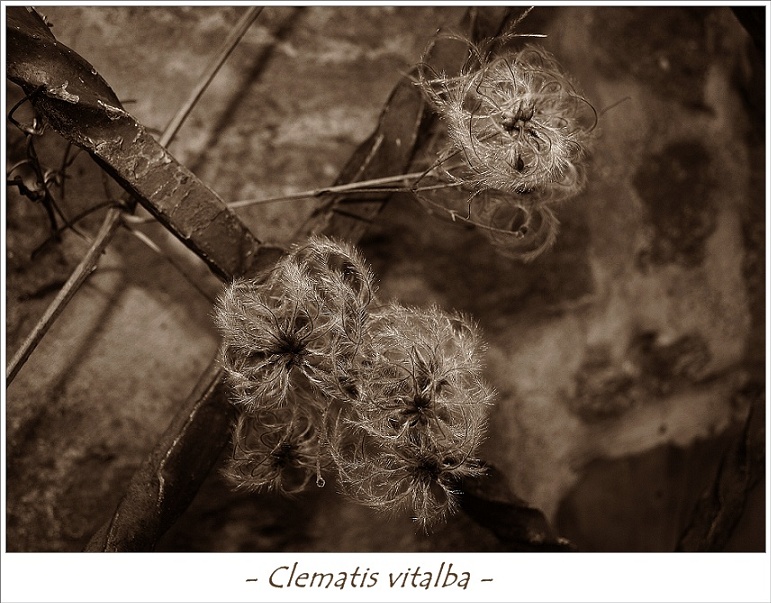 Clematis