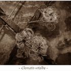 Clematis